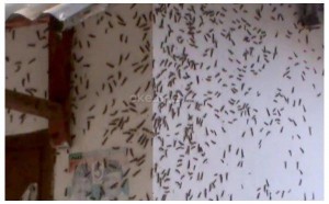 Caterpillars attacks